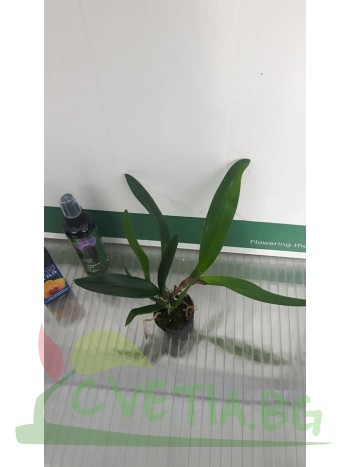 Брасокатлея (Brassocattleya Tetradip Jungho x L. dayana)
